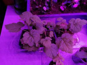 IMG_20201029_201554 (800x600).jpg