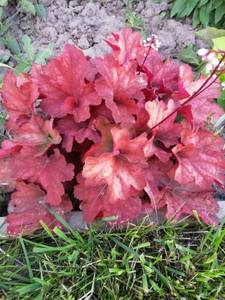 IMG_20200912_175339 (600x800).jpg