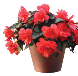 16-46-51-406-4063764_bred-by-dmmen-orange-iconia-miss-malibu-begonia.png