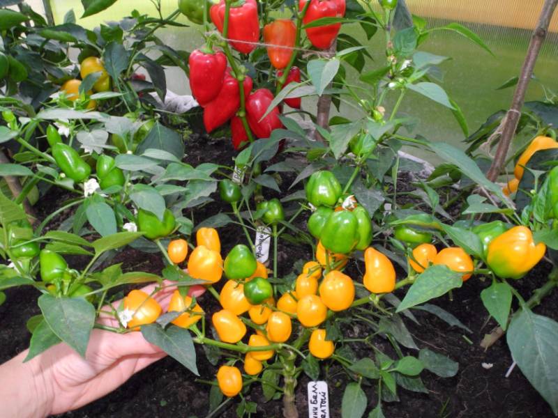 Мини белл желтый - Сорта СЛАДКОГО перца с фото - tomat-pomidor.com - форум