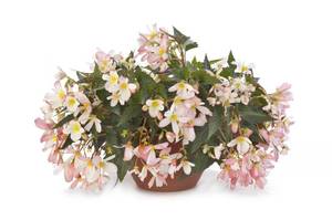 16-20-42-Waterfall Angel Soft Pink.jpg