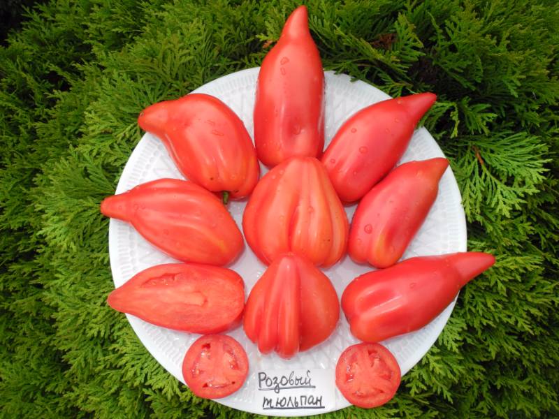 Розовый тюльпан - Р — сорта томатов - tomat-pomidor.com - отзывы на форуме