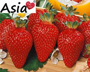 FRAGOLA-ASIA-Copy-e1432284972866.thumb.jpg.74c932ed5705b038f57c60513212e422.jpg