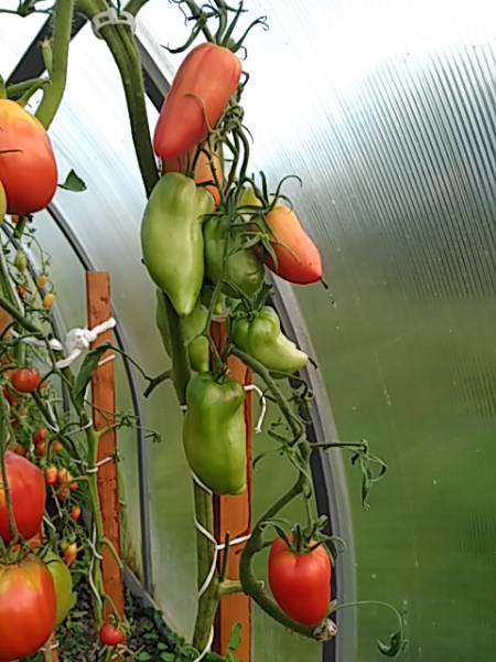 Каталог томатов на 2024 год