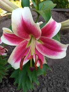 IMG_20200728_174728_1.jpg