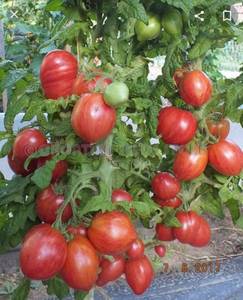 IMG_20201026_174907.jpg