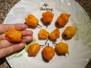IMG_20201031_070506.thumb.jpg.b0cc4abcf5b5565bb59e5d2d78b13d5a.jpg
