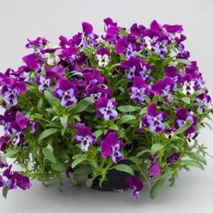 Pansy_Freefall_XL_Purple_Face_360_360_c1_c_c_0_0.jpg