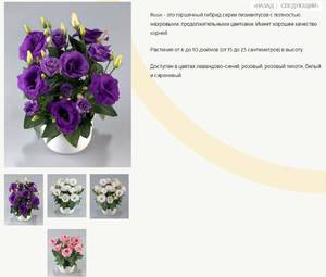 eustoma-rosie-f1.thumb.JPG.234399c63fa8ac9e8390ac81c126ca51.JPG