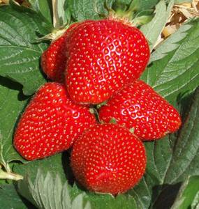 fragole-Joly-.thumb.jpg.356e5ee6f3082f22003549967faff6ba.jpg