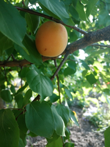 image.thumb.png.d06b036443e35bc0b7f0f1ed8566d912.png