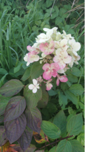 image.thumb.png.e79054fe38a02e7fe9f308cb117f0284.png