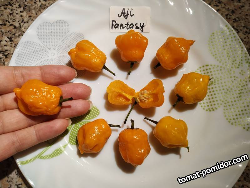 Aji Fantasy.jpg