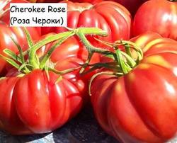 Cherokee Rose (Роза Чероки) ....jpg