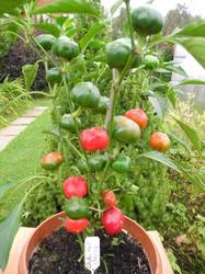 Large Red Cherry (слабоострый перец от Мечиславовны).JPG