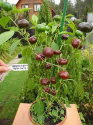 Chocolate Cherry (Шоколадные черри, острый перец).JPG