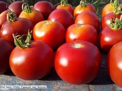 Stad tomate «Vitella» (Городской томат Вителла)....jpg