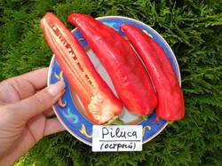 Piluca (острый перец) 2.JPG