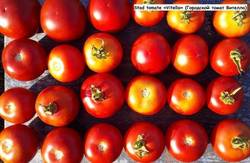 Stad tomate «Vitella» (Городской томат Вителла)..jpg