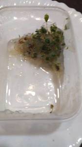 WhatsApp Image 2020-11-19 at 17.06.03.jpeg