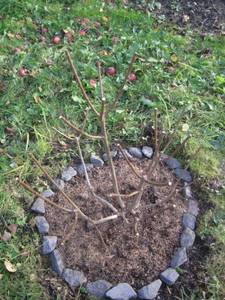 Лайм Лайт.jpeg