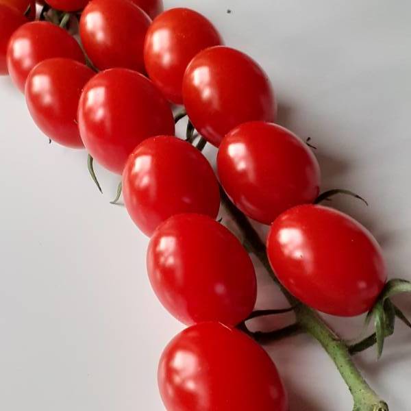 Гибриды томатов. Открытия и разочарования - Страница 101 - Сорта томатов -tomat-pomidor.com - форум