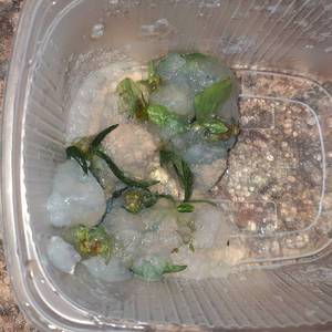 вишня кишмишня.jpg