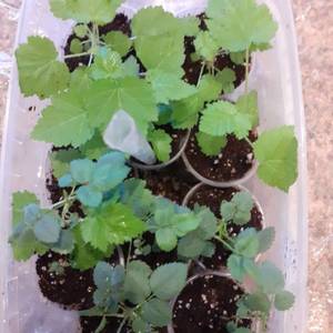 карамелька и Ред эден роуз.jpg