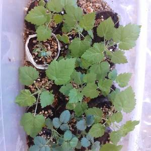 Карамелька октябрьская.jpg