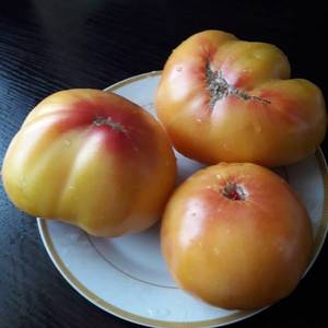 355673991_i(28).thumb.jpg.b12c967864130b2fb0b8da36b13c04db.jpg