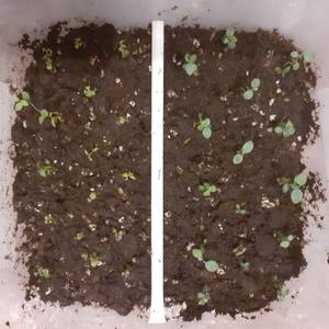 Норт блю и Полярис.jpg