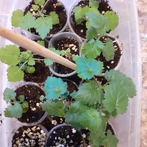 Прайм арк фридом и Карамелька.jpg