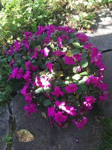 9C559767-D262-4BB4-B3E8-B789156C7C31.jpeg