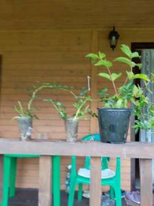 IMG-20190817-WA0001.jpg