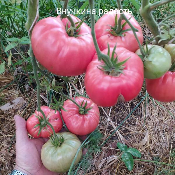 Внучкина радость - В — сорта томатов - tomat-pomidor.com - отзывы на форуме  | каталог