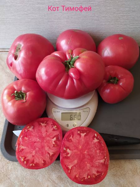 Кот Тимофей - К — сорта томатов - tomat-pomidor.com - отзывы на форуме