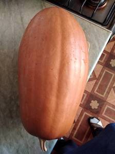IMG_20201106_103819.jpg