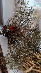 IMG_20201117_084617.jpg