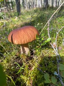 UNADJUSTEDNONRAW_thumb_2cd7.thumb.jpg.fd1520080859710c6dffbe2548951fa5.jpg