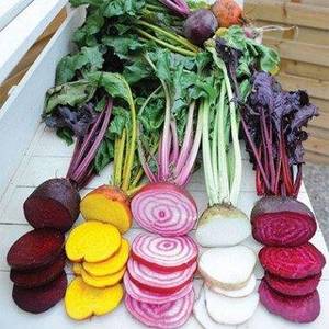 beet-raibow-mix.thumb.jpg.636e7d394eae34ab6795c69fa1ab426b.jpg