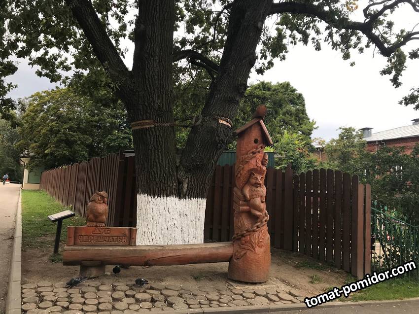 Владимирский черешчатый дуб и кот учёный