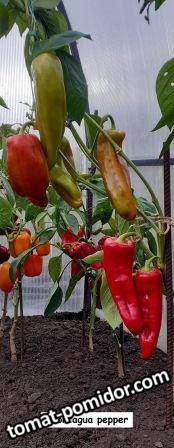 Aconcagua pepper.jpg