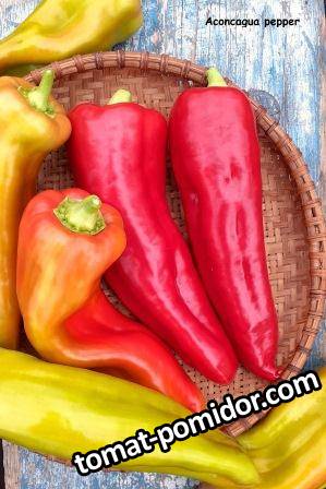 Aconcagua pepper...jpg