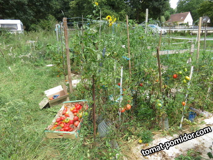 Tomaty_v_sentyabre.jpg