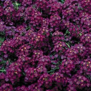 lobularia-maritima-wonderland-deep-purple-r3650-1-600x600.jpg