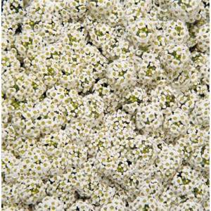 lobularia-maritima-wonderland-white-r3720-1-600x600.jpg