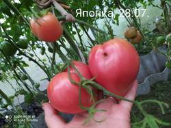 IMG_20200728_145447.jpg