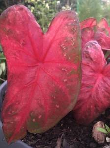 Caladium 2.jpg