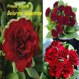1271003143_881.--Belarina-Valentine-15-.thumb.jpg.2baa24314b91d473825bd58753349ca8.jpg