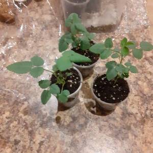 роза Ред иден роз,04,12.jpg